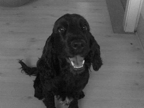 Cocker spaniel Catchy Remarkable Ruth - Min Lille  Hund :b  billede 2