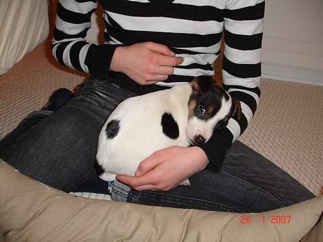 Jack russell terrier Bertil billede 8