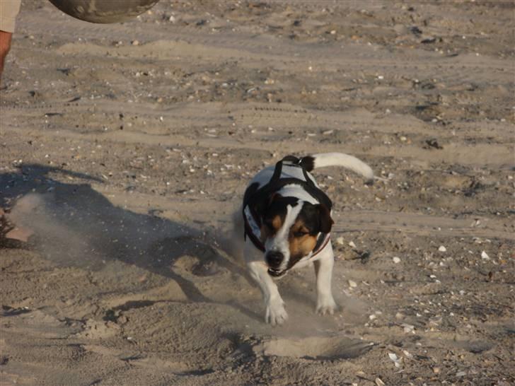 Jack russell terrier Bertil - Bertil med på sommerferie. Stranden på Fanø 2009. billede 9