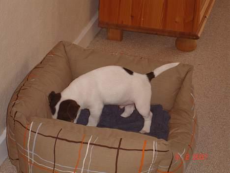 Jack russell terrier Bertil - Bertil er ved at gøre klar til en lille lur. billede 10