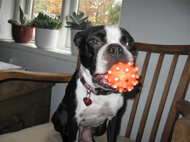 Boston terrier Asta billede 1