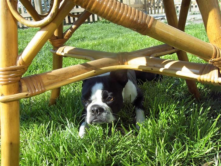 Boston terrier Asta billede 2