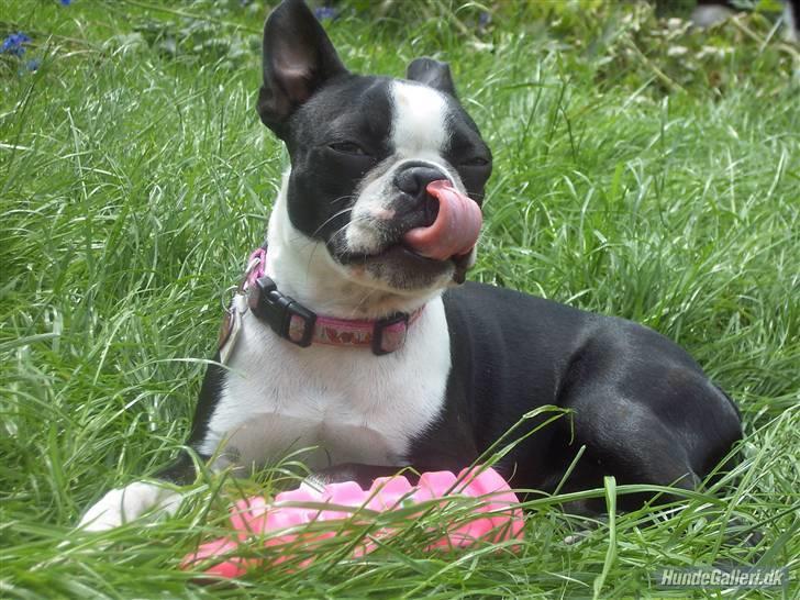 Boston terrier Asta billede 3