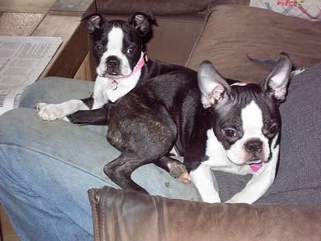 Boston terrier Asta - Med søster Flora, - det er Asta til venstre. billede 4