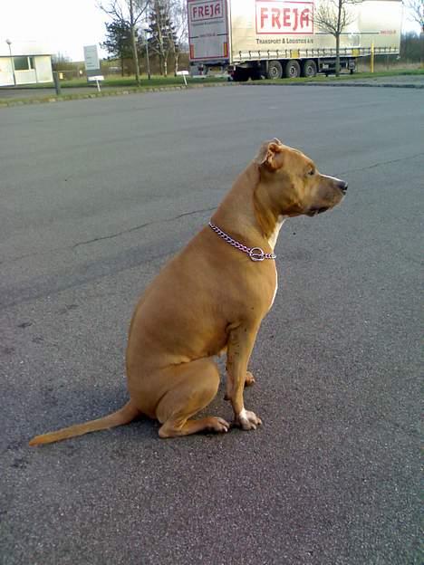 Amerikansk staffordshire terrier Alina - Må jeg snart løbe far billede 14