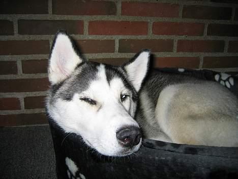 Siberian husky Kenzo billede 7