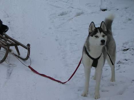 Siberian husky Kenzo billede 8