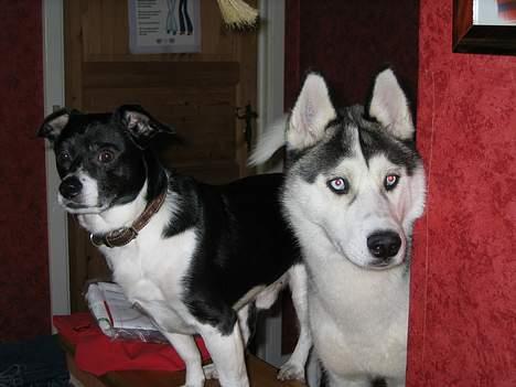 Siberian husky Kenzo billede 9