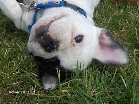 Fransk bulldog Raz - Er livet ikke dejligt?? ;-) billede 1
