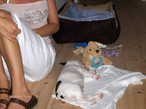 Fransk bulldog Raz - Sover trygt ved siden af mor!! billede 2