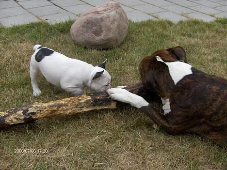 Fransk bulldog Raz - Bider lidt kæp med min buddy cæsar billede 3