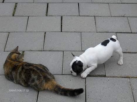 Fransk bulldog Raz - Katten cleo skal trynes, selvom jeg er lidt mindre end den! billede 4