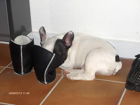 Fransk bulldog Raz - Hmm duften af mors sure tæer!! billede 5