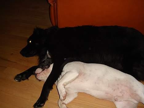 Fransk bulldog Raz - Slapper den med min gode ven Figo!! billede 6