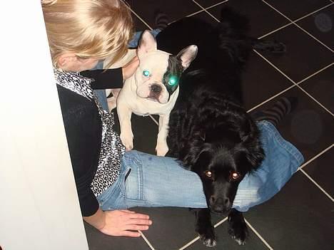 Fransk bulldog Raz - Figo og jeg ligger i køkkenet med mor, og venter på der falder noget af! billede 8