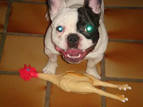 Fransk bulldog Raz - Den kylling skal ikke tro den er noget!! grrr billede 9