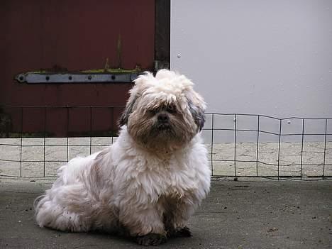 Lhasa apso Walder - jeg er god til at grave billede 3