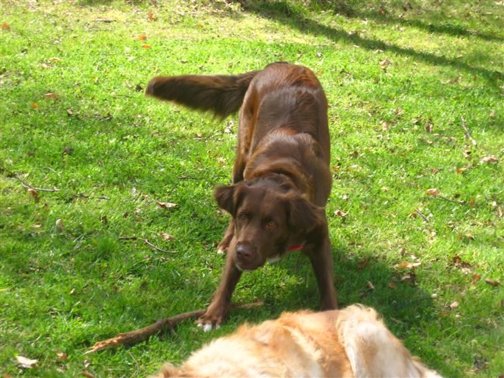 Blanding af racer Sigge - Neejj..Emeliy..du må ikke tage min pind..fyfy..<33 billede 9