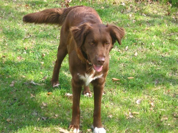 Blanding af racer Sigge - Smukke Migg..hehe.. billede 10