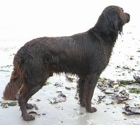 Langhåret hønsehund DKCH Viggo Fané Swadde - Hvor er de ænder far. billede 1
