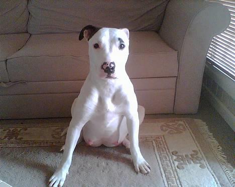 Blanding af racer Tøsen - Få dage før hun føder 12 små hvalpe billede 1