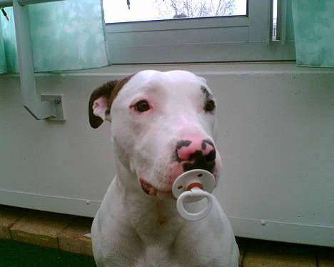 Blanding af racer Tøsen - Mors lille baby billede 2