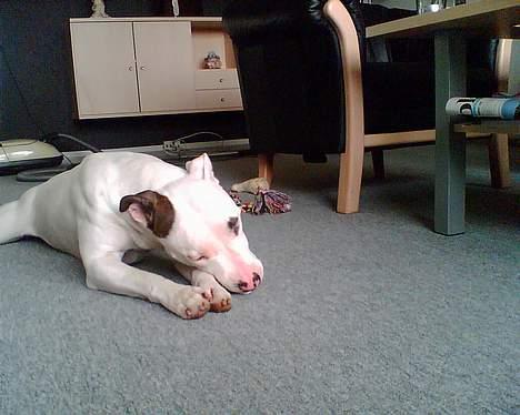 Blanding af racer Tøsen billede 3