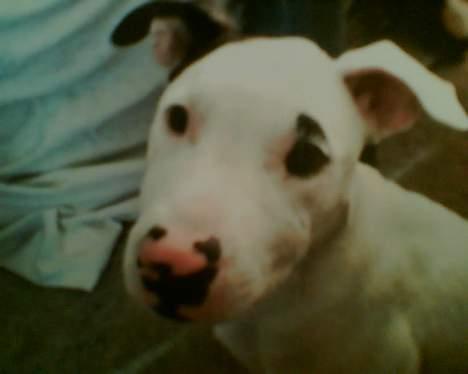 Blanding af racer Tøsen billede 4