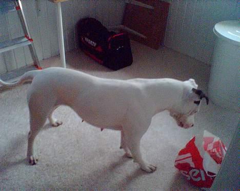 Blanding af racer Tøsen - Meget spændende billede 5