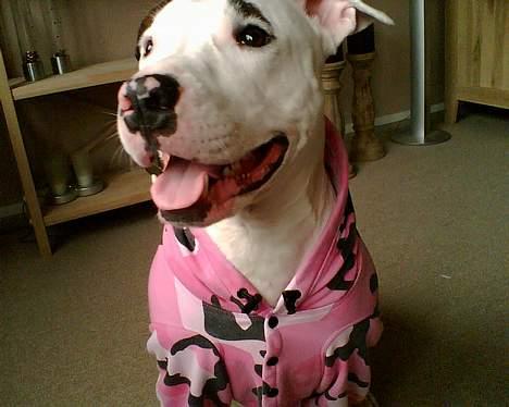 Blanding af racer Tøsen billede 6