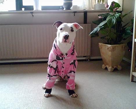 Blanding af racer Tøsen billede 7