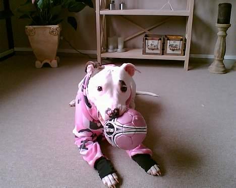 Blanding af racer Tøsen billede 8