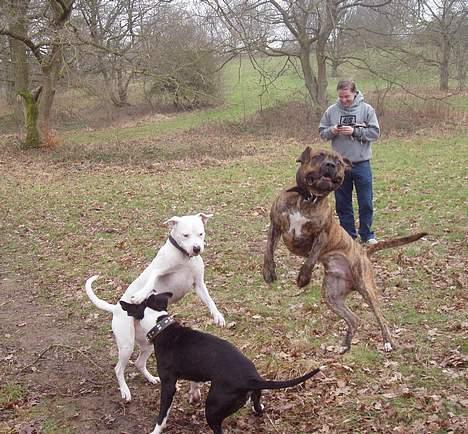 Blanding af racer Emma "dogo/ amr. bulldog" - 18-02-07 Emma på Mosgård strand og lege med Amstaffer billede 17
