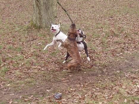 Blanding af racer Emma "dogo/ amr. bulldog" - og  pinde billede 18