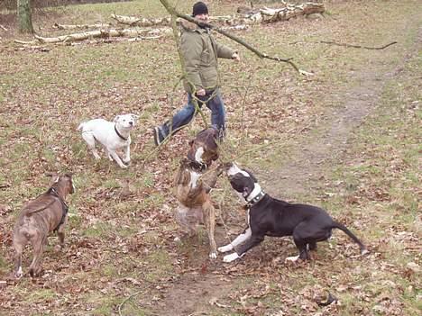 Blanding af racer Emma "dogo/ amr. bulldog" - Unna,Emma,Pumba,Gucci og Janus billede 20