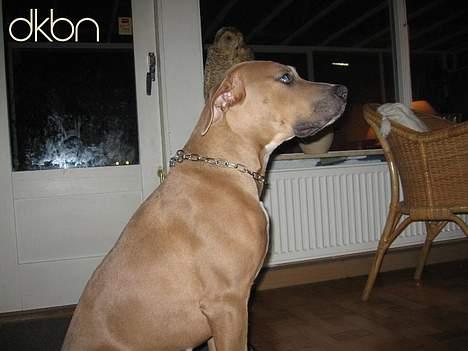 Blanding af racer Malou - Jeg er ikke sikke på jeg gider.... billede 6