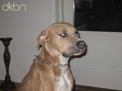 Blanding af racer Malou billede 7