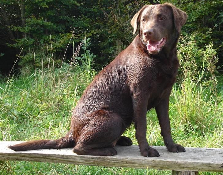 Labrador retriever Luka tidl. hund - Velkommen til min profil! Jeg hedder Luka:) billede 1