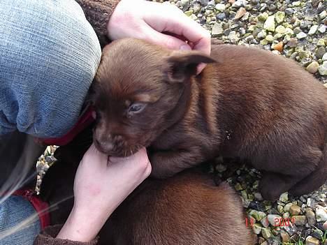 Labrador retriever Luka tidl. hund - Luka, da vi var oppe og vælge hende.. 30 dage gammel.. billede 2