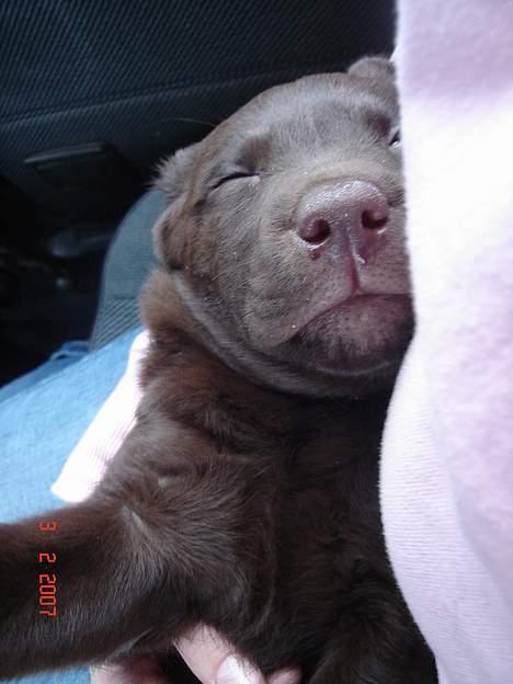 Labrador retriever Luka tidl. hund - Sådan foregik hjemturen, på 2 timer! billede 3