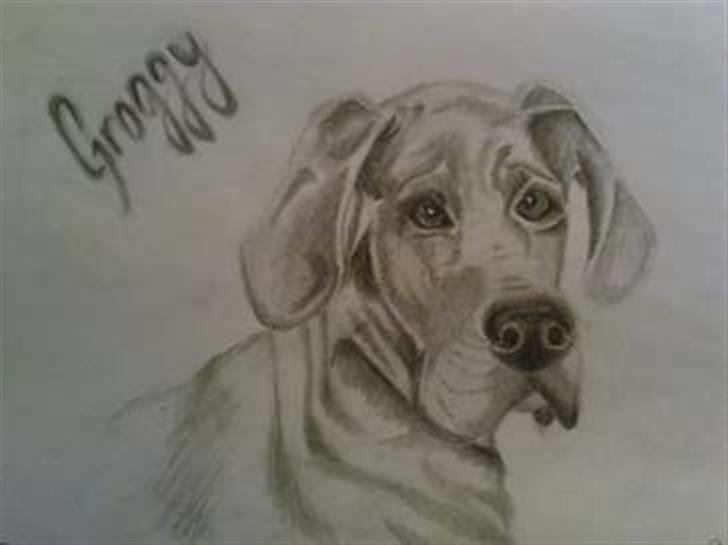 Grand danois Groggy himmelhund - God udsigt! billede 10