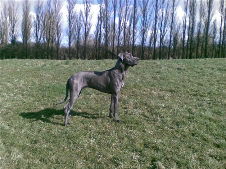 Grand danois Groggy himmelhund - Smukke mig!   19/3- 15 mrd. billede 11