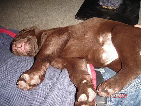 Labrador retriever Luka tidl. hund - Hehe her rækker hun tunge.. billede 4