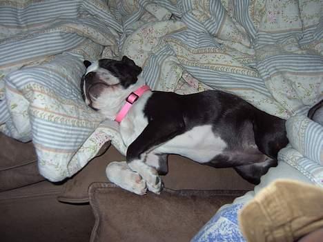 Boston terrier Asta billede 5