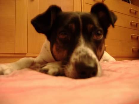 Dansk svensk gaardhund Frida - Jeg er såååå træt billede 8