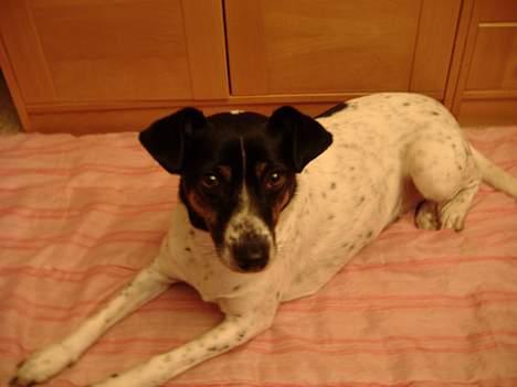 Dansk svensk gaardhund Frida - Fotomodel eller ? ? billede 9