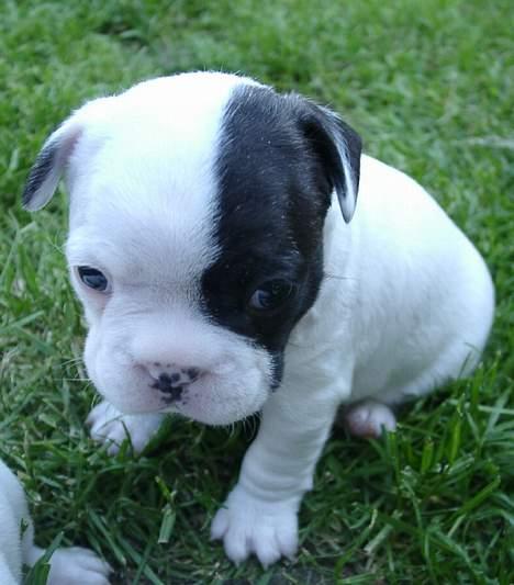 Fransk bulldog Raz - Mine ører har ikke rejst sig endnu! billede 10