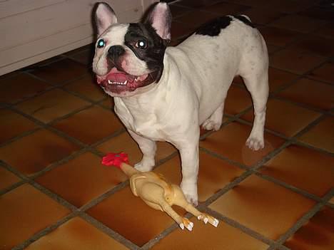Fransk bulldog Raz - Den kylling spiller bare død!! billede 11