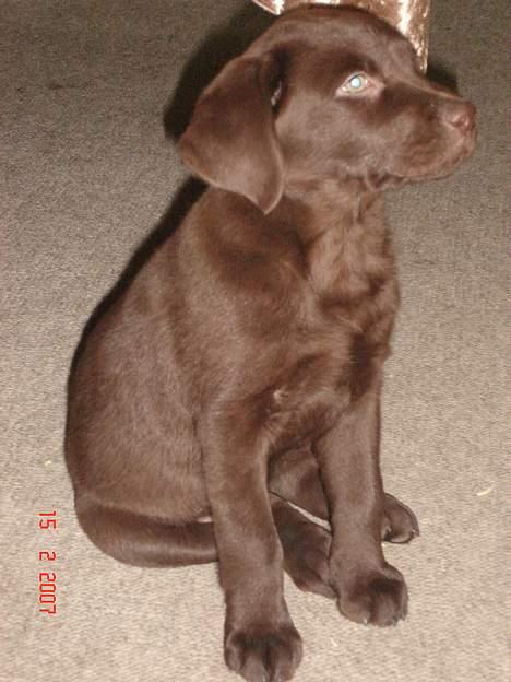 Labrador retriever Luka tidl. hund - Fiiin lille hund! billede 5