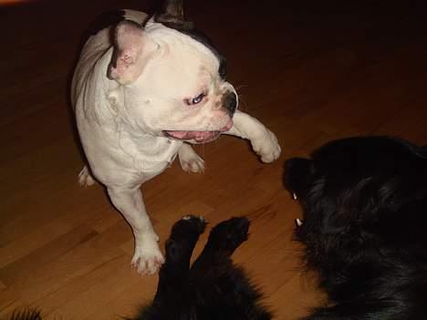 Fransk bulldog Raz - Bare kom an dit store skrummel!! billede 12